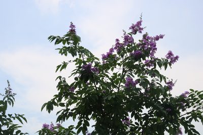 Lagerstroemia speciosa, photographed by Sabarni Sarker