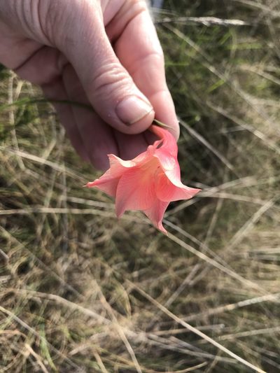 Gladiolus meridionalis, photographed by Andrew Gillespie