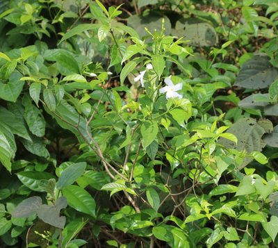Tabernaemontana divaricata, photographed by Sabarni Sarker