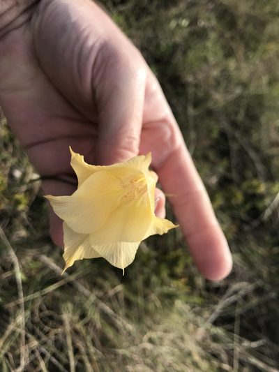 Gladiolus meridionalis, photographed by Andrew Gillespie