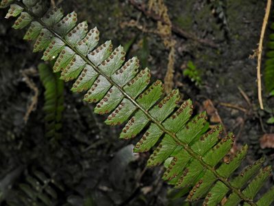 Polystichum deltodon, photographed by Jacy Chen
