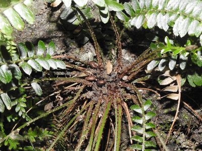 Polystichum deltodon, photographed by Jacy Chen