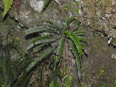 Polystichum deltodon, photographed by Jacy Chen