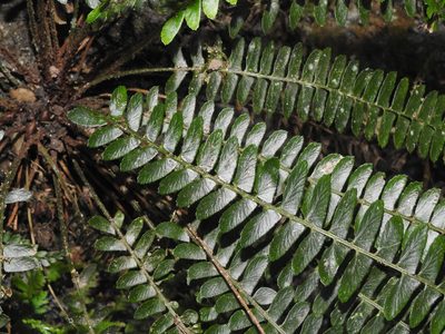 Polystichum deltodon, photographed by Jacy Chen