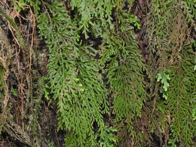 Selaginella labordei, photographed by Jacy Chen