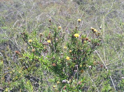 Trigonopterum laricifolium, photographed by Julien Renoult
