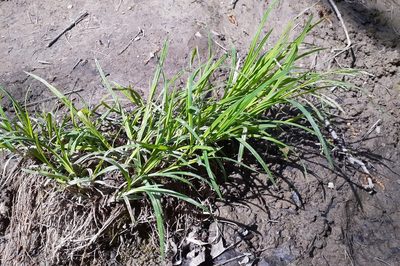 Carex prasina, photographed by Quinten Wiegersma