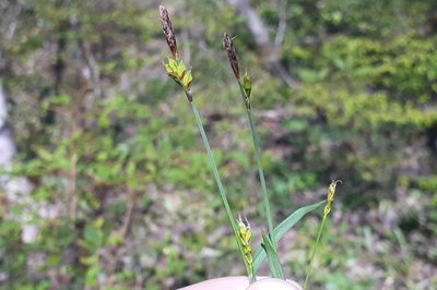 Carex careyana, photographed by Quinten Wiegersma
