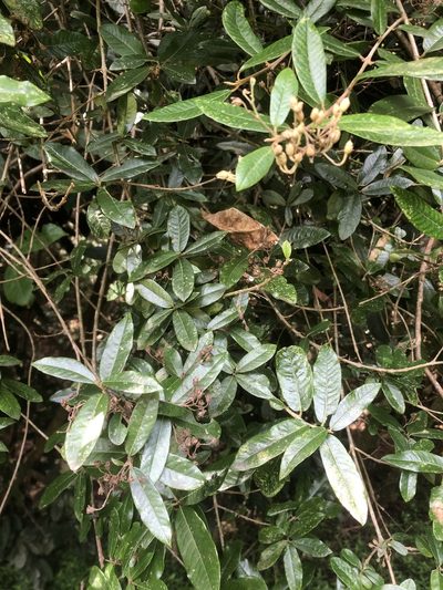 Anastrabe integerrima, photographed by Sunčana Bradley