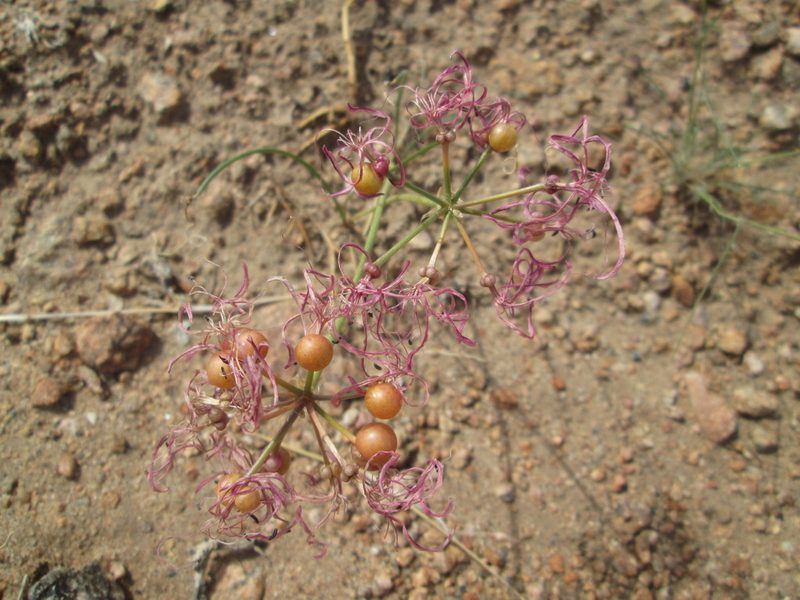 Nerine gaberonensis, photographed by Nolan Exe