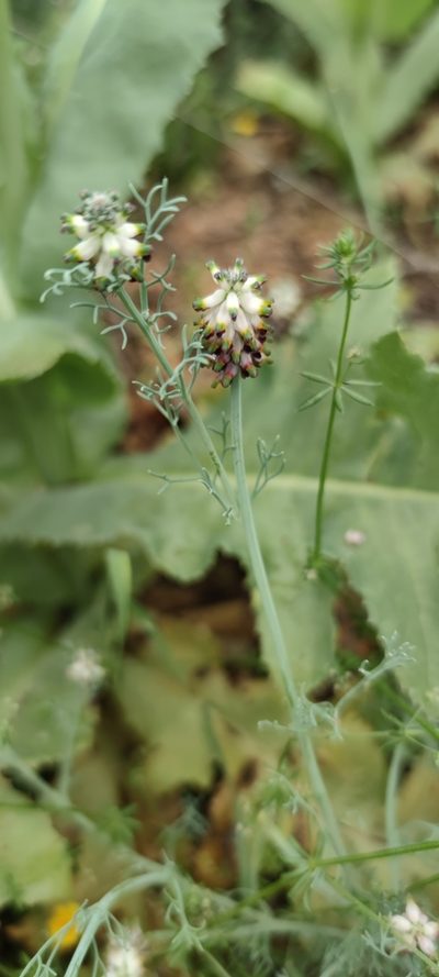 Platycapnos spicatus, photographed by Santiago Martín-Bravo