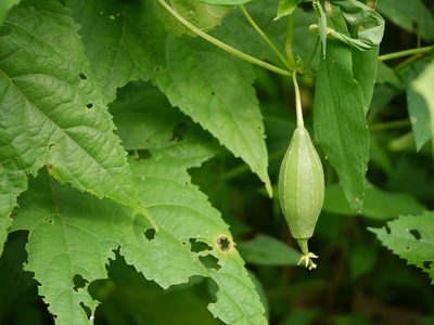 Luffa acutangula, photographed by Dinesh Valke