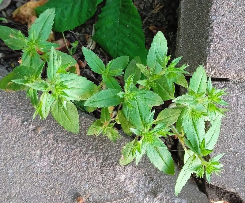 Veronica argute-serrata, photographed by Tatyana Sova