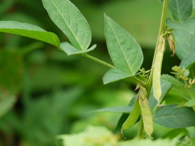 Clitoria annua, photographed by Dinesh Valke