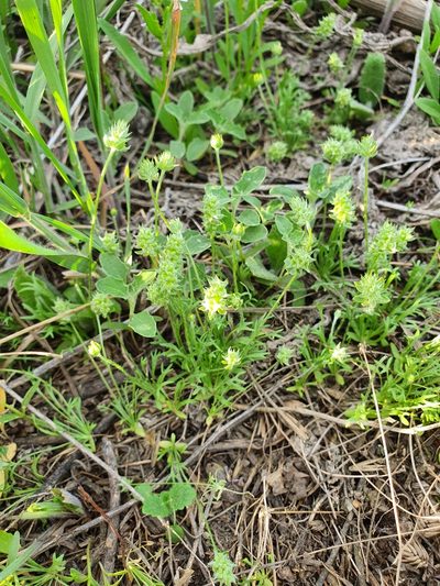 Ranunculus falcatus, photographed by Анна Митрошенкова