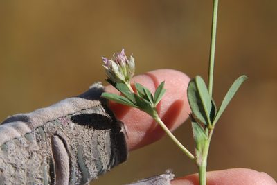 Trifolium ciliolatum, photographed by Millie Basden