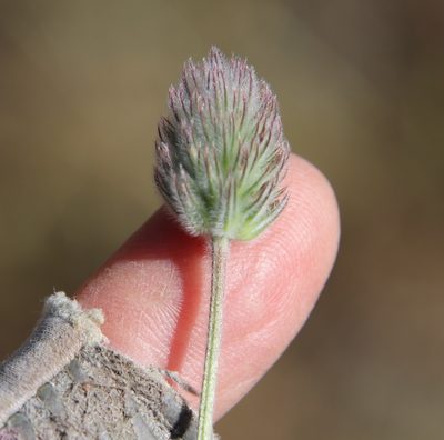 Trifolium albopurpureum, photographed by Millie Basden