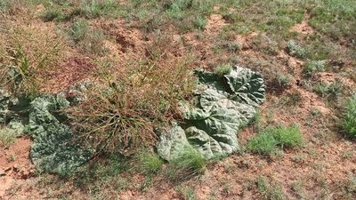 Rheum tataricum, photographed by Oksana Antipova