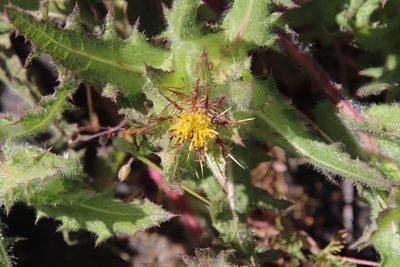 Centaurea benedicta, photographed by Millie Basden