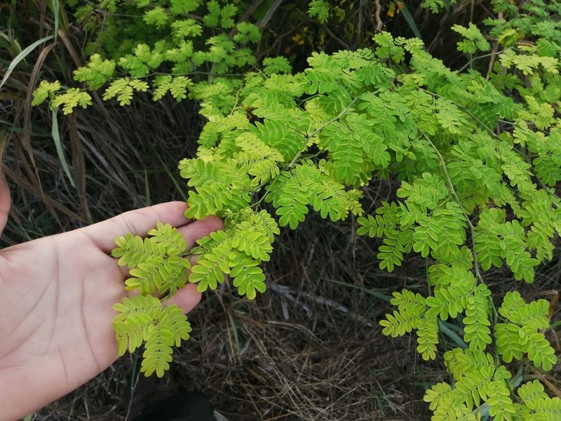 Chloroleucon mangense, photographed by Sebastián de Jesús Herrera Buenfil