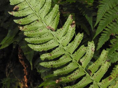 Polystichum acutidens, photographed by Jacy Chen