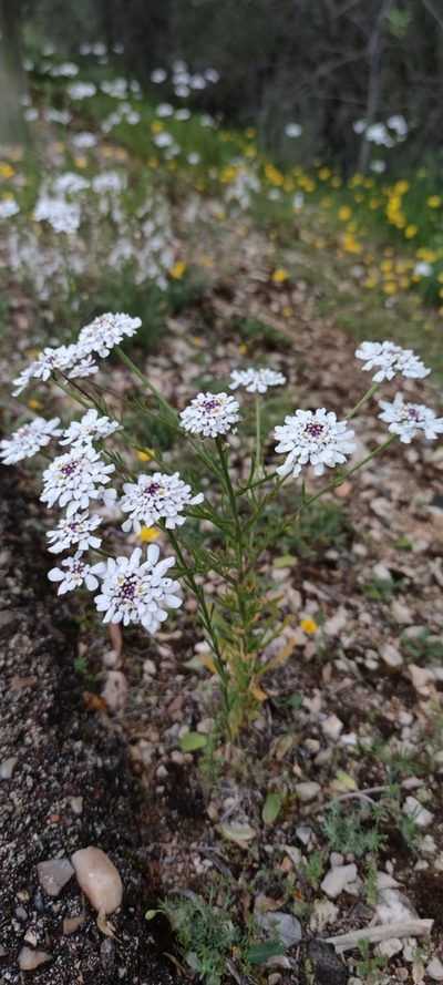 Iberis pectinata, photographed by Santiago Martín-Bravo