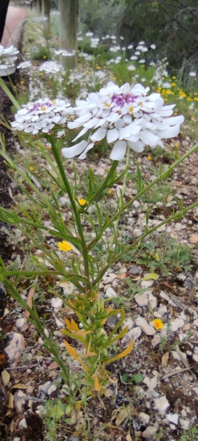 Iberis pectinata, photographed by Santiago Martín-Bravo