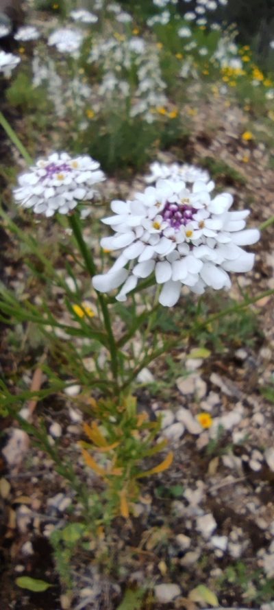 Iberis pectinata, photographed by Santiago Martín-Bravo