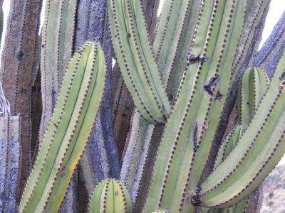 Myrtillocactus schenckii, photographed by Leticia Jiménez Hernández