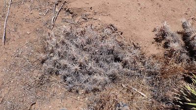 Grusonia parishii, photographed by Mike Duran
