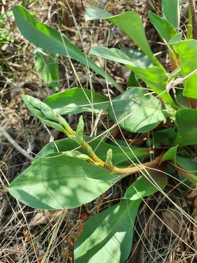 Goniolimon elatum, photographed by Анна Митрошенкова