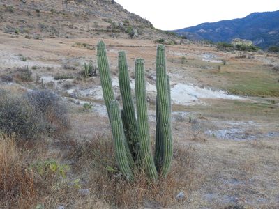 Stenocereus treleasei, photographed by Leticia Jiménez Hernández