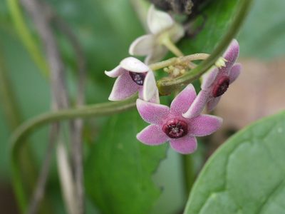 Heterostemma dalzellii, photographed by Dinesh Valke