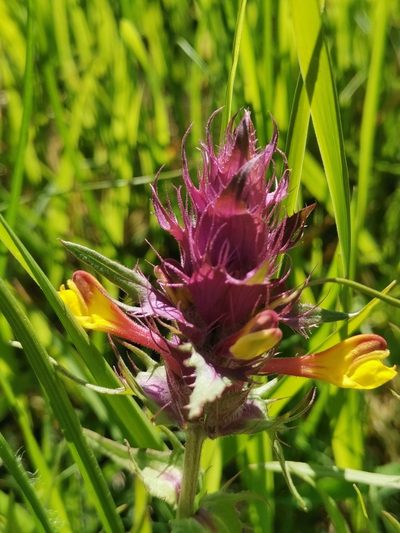 Melampyrum barbatum, photographed by Ljaž