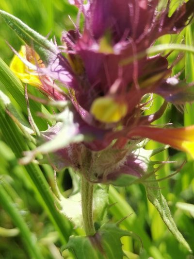 Melampyrum barbatum, photographed by Ljaž