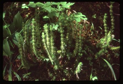 Huperzia occidentalis, photographed by Ed Alverson
