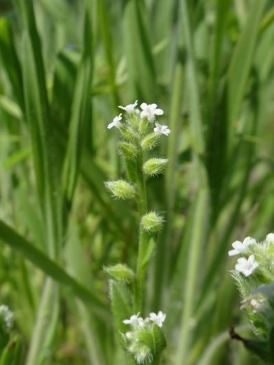 Myosotis verna, photographed by Thomas Koffel