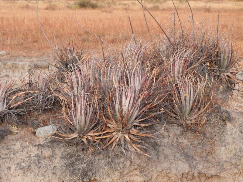 Hechtia pringlei, photographed by Leticia Jiménez Hernández