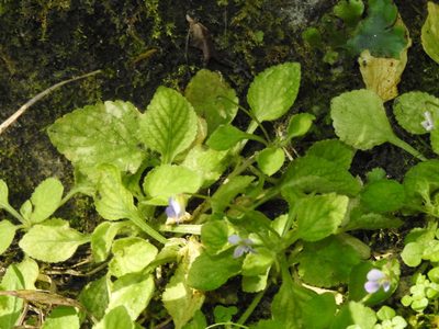 Viola diffusa, photographed by Jacy Chen