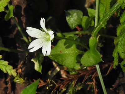 Nubelaria arisanensis, photographed by Jacy Chen