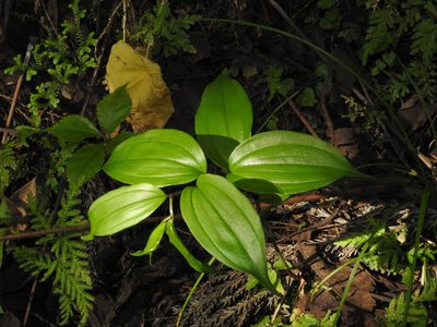 Disporum kawakamii, photographed by Jacy Chen