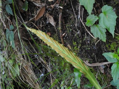 Loxogramme salicifolia, photographed by Jacy Chen