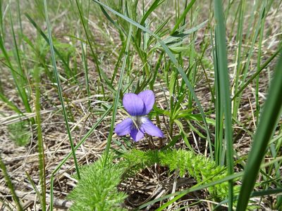 Viola pedatifida, photographed by Thomas Koffel
