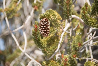 Pinus longaeva, photographed by Mike Duran