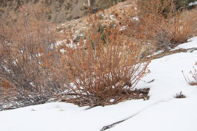 Chamaebatiaria millefolium, photographed by Mike Duran