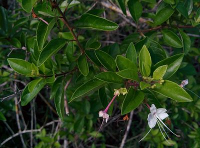 Volkameria mollis, photographed by Julien Renoult