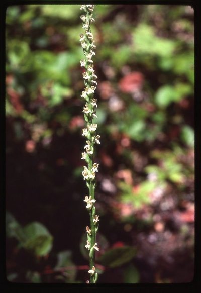 Platanthera ephemerantha, photographed by Ed Alverson