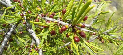 Rhamnus lycioides, photographed by Santiago Martín-Bravo