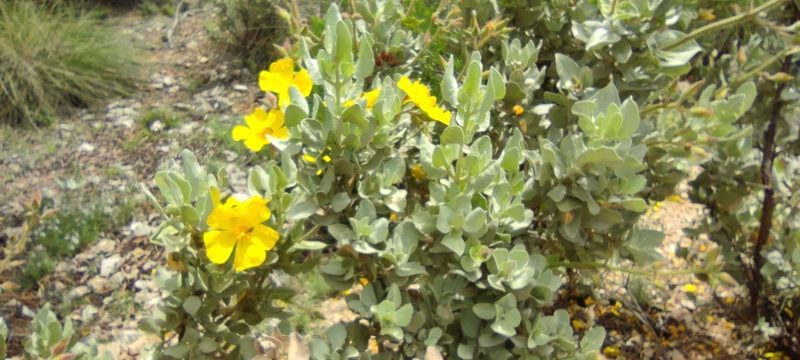Cistus atriplicifolius, photographed by Santiago Martín-Bravo