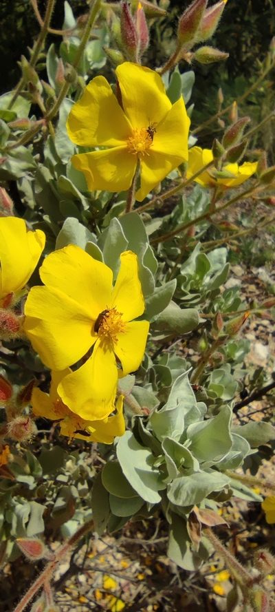 Cistus atriplicifolius, photographed by Santiago Martín-Bravo
